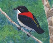 Cebu Flowerpecker