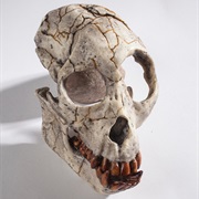 Proconsul Skull Discovered (1948)