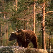 Sonfjallet National Park, Sweden