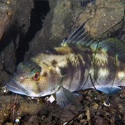 Barred Sand Bass (Aka: Sandy, Ground Bass, Sugar Bass, Rock Bass)