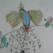 Bird of Paradise Meagan Scribner