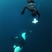 Swimming With Killer Whales, Norway