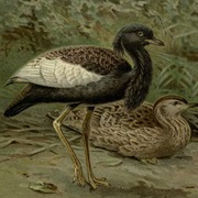 Bengal Florican