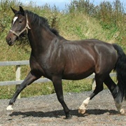 Hungarian Warmblood