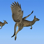 Flying Kangaroo