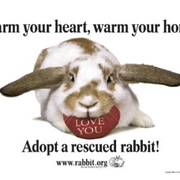 Adopt a Real Bunny
