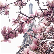 Visit Paris in the Spring