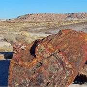 Ranger Walk the Giant Logs Trail, AZ