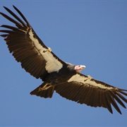 Condor