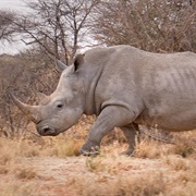 White Rhinoceros