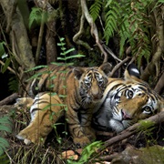 Tiger National Parks of Central India