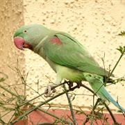 Alexandrine Parakeet