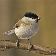 Marsh Tit