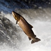 Salmon