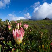 Cape Floral Region Protected Areas