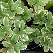 Fameflower (Talinum Paniculatum)