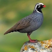 Himalayan Quail