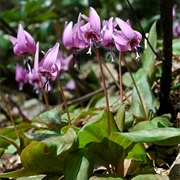 Asian Fawnlily (Erythronium Japonicum)