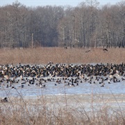Chickasaw National Wildlife Refuge