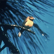 Bachman's Warbler