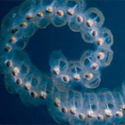 Sea Salp