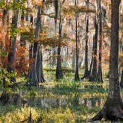 Savannah National Wildlife Refuge
