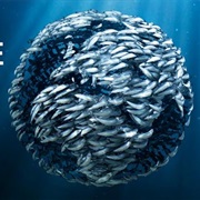 Avoid Unsustainable Seafood