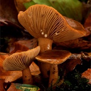 Mild Milkcap (Lactarius Subdulcis)