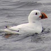 Puffin