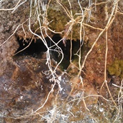 Myconid Rotpriest - Spore Possession (2014)