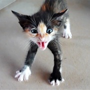 Befriend a Scared Kitty