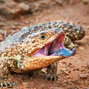 Korung National Park (WA)