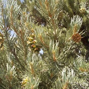 Single-Leaf Pinyon (Pinus Monophylla)