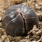 Woodlouse