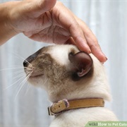 Or Pet Them in Any Way