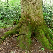 Road Trip: Cherohala Skyway, Tennessee and North Carolina