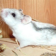 Chinese Striped Hamster