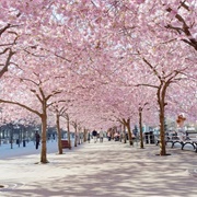 See Cherry Blossoms
