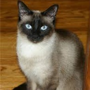 Si (Lady and the Tramp)