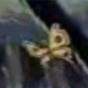 Unidentified Butterfly-Like Creature