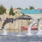 Dolfinarium, Harderwijk, Netherlands