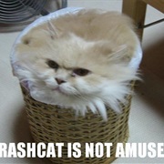 Trashcat Is Not Amused