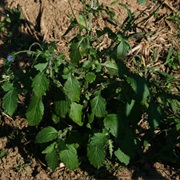 Yoruban Bologi (Crassocephalum Rubens)