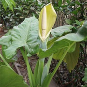 Giant Taro (Alocasia MacRorrhizos)