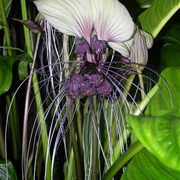 White Batflower (Tacca Integrifolia)