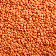 Lentil