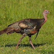 Wild Turkey