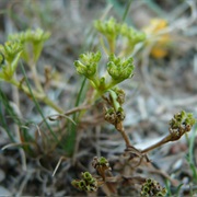 Valerianella Eriocarpa