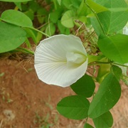 Asian Pigeonwings (Clitoria Ternatea)