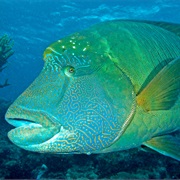 Napoleon Wrasse